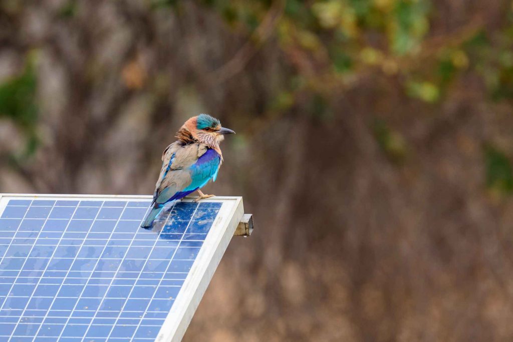 Do Solar Panels Kill Birds?